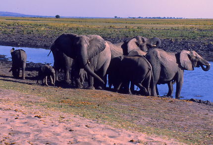 Botswana Parc de Chobe