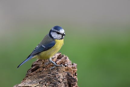 Mésange bleue