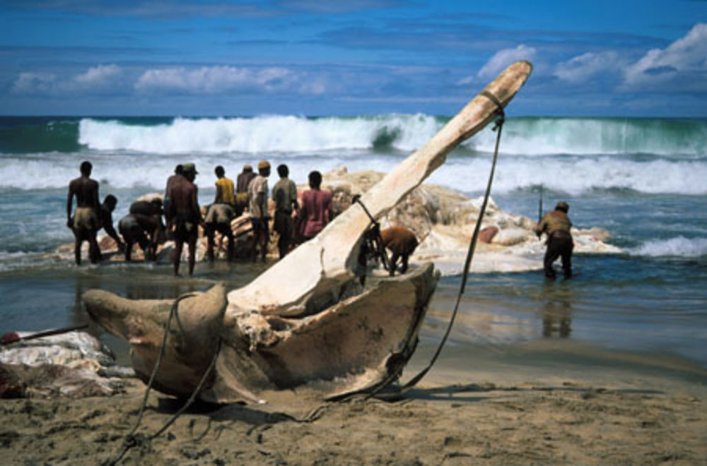 La baleine échouée