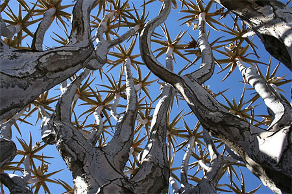 Le ciel vu d'en bas d'un kokerboom