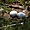 Oeufs de noddi brun (Anous stolidus), ou macoua