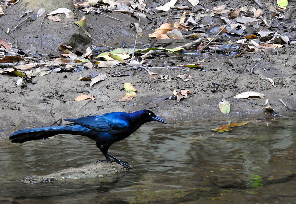 Copan - Macaw Mountain