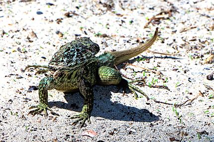 Reptile sur une plage de Varadéo