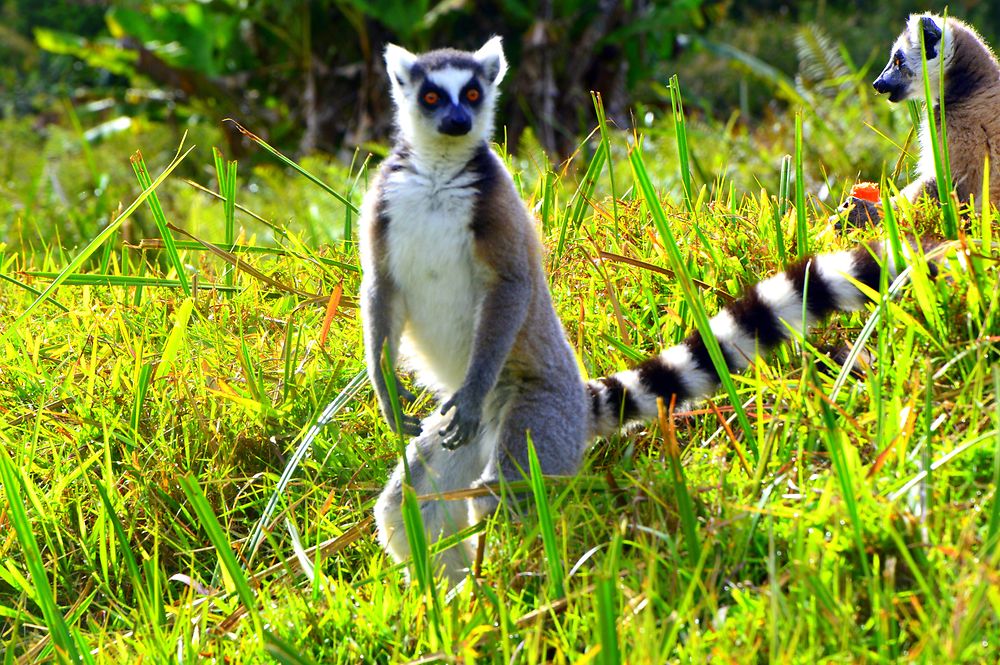 Lémurien à Madagascar