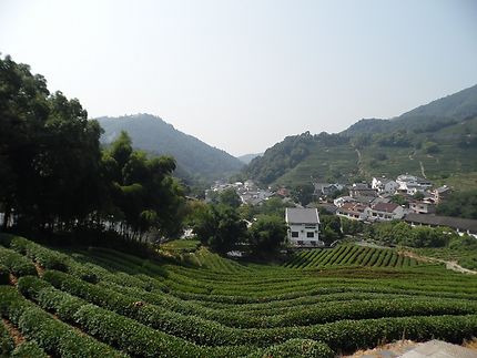 Plantation de thé Longjing