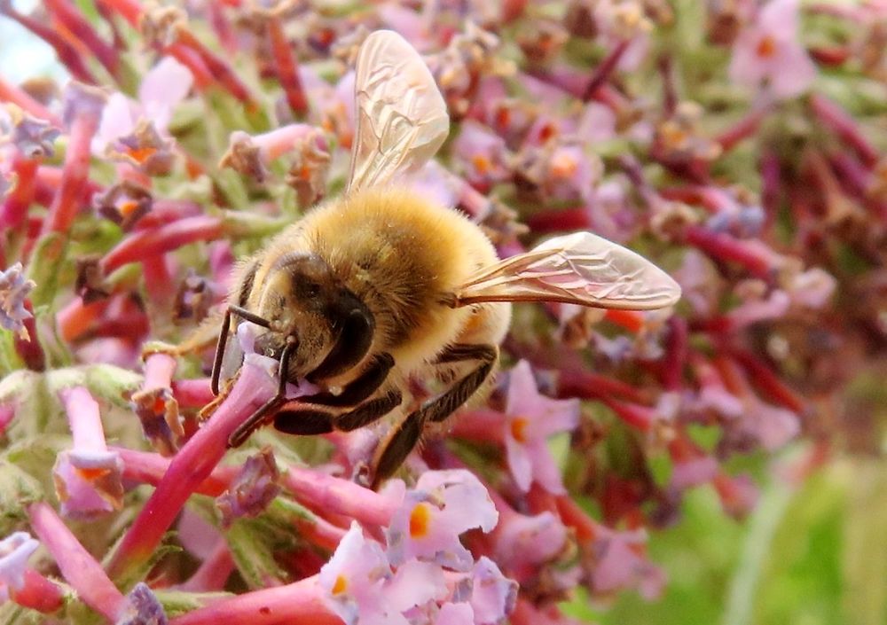 L'abeille du square Boucicaut