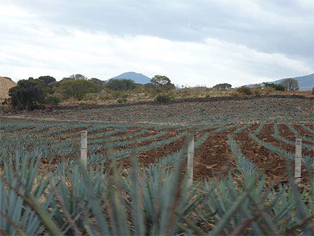 Champs d'agaves bleues