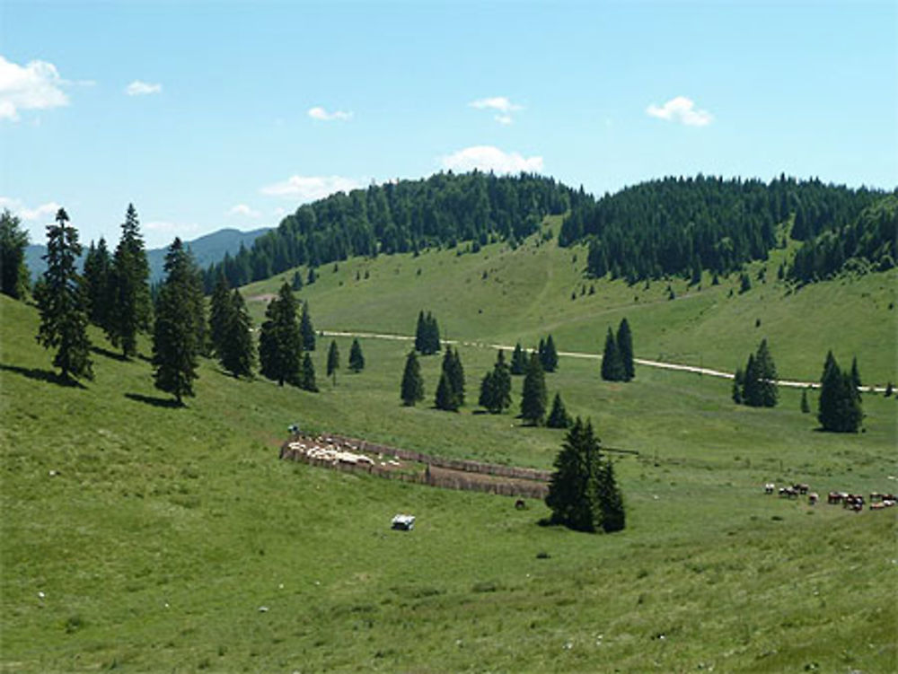 Plateau de Padis