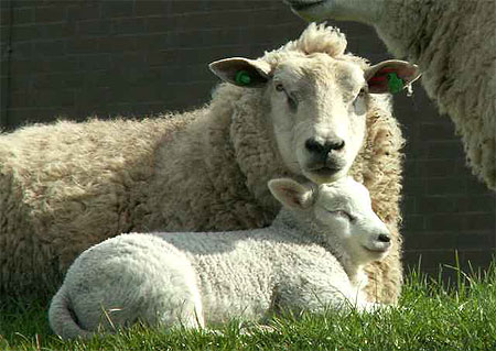 Maman et son petit - Zierikzee en Zélande (Pays-Bas) Maman et son petit - Zierikzee en Zélande (Pays-Bas)