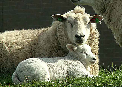 Maman et son petit - Zierikzee en Zélande (Pays-Bas)