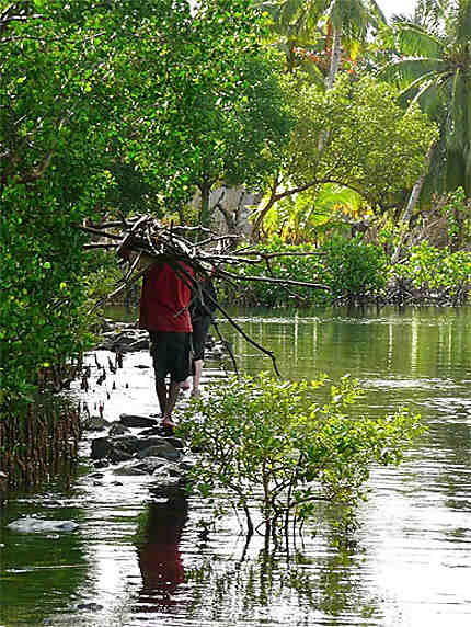 Promenade chargée dans la mangrove