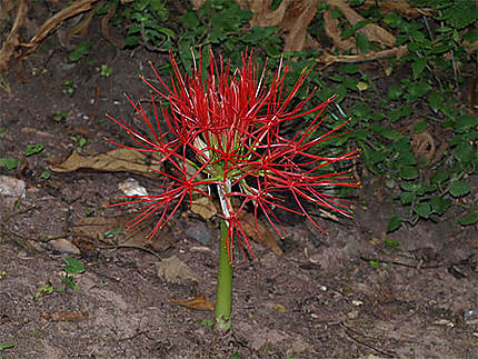 Fleur rare dans la forêt de Nuyngwe