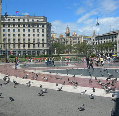 Les pigeons de la Place Catalunya