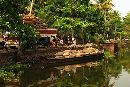 Kerala back waters