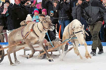 Compétitions de conduite de rennes à Oulu