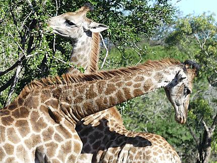 Girafes entrelacées - Réserve de Zulu Nya