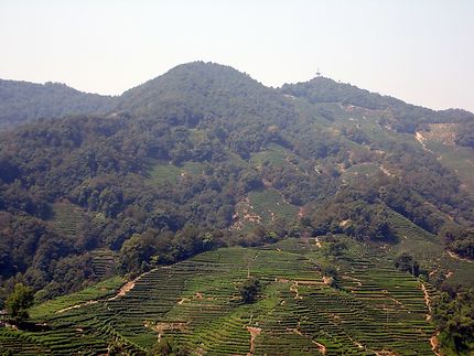 Plantation de thé Longjing