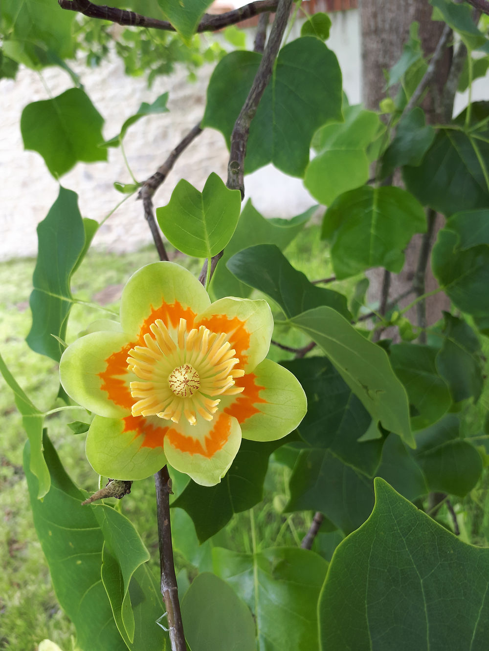 Fleur du tulipier de Virginie 