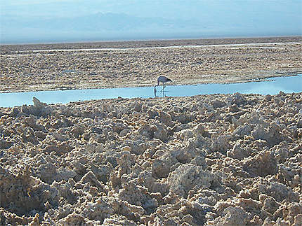 Salar d'Atacama