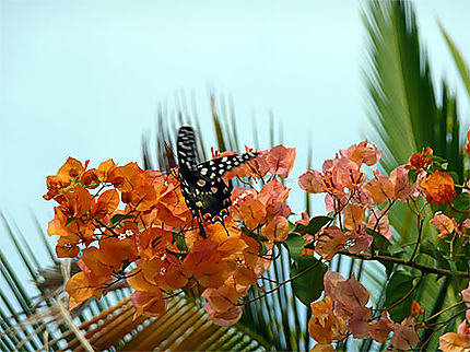 Papillon sur bougainvillier