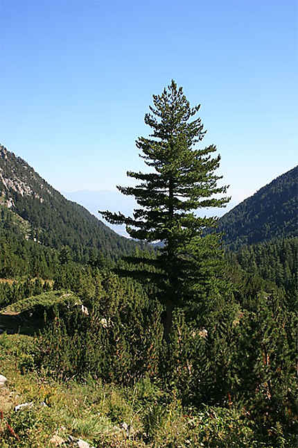 L'arbre dans le Massif du Pirin