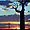 Baobab au coucher de soleil