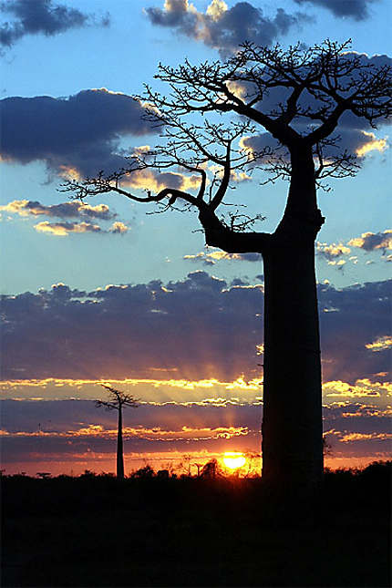 Baobab au coucher de soleil