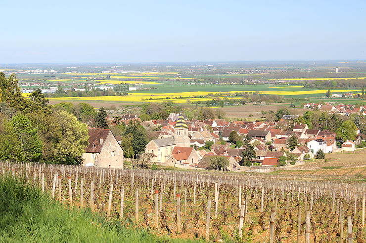 Dijon redevient le premier village vigneron de la côte