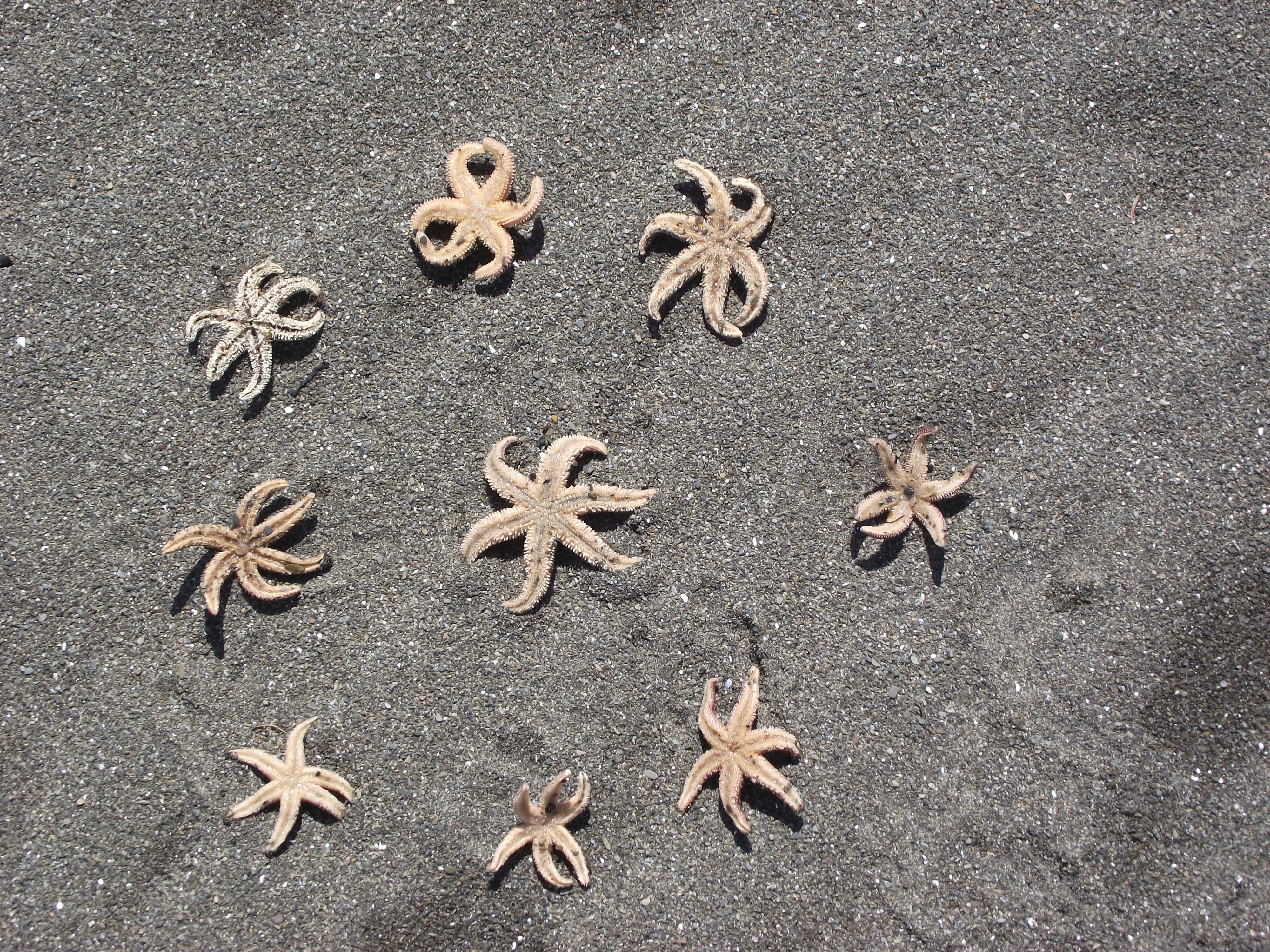 Étoiles de Mer à Grande-Vallée Étoiles de Mer à Grande-Vallée