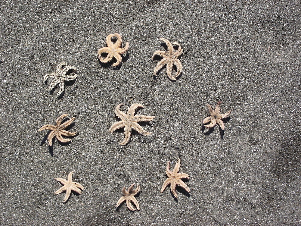 Étoiles de Mer à Grande-Vallée