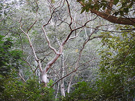 Copan - Macaw Mountain
