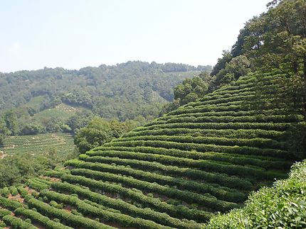 Plantations de thé Longjing