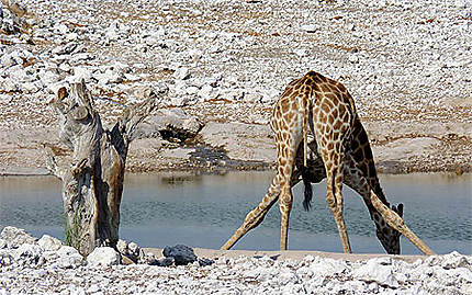 Girafe au point d'eau