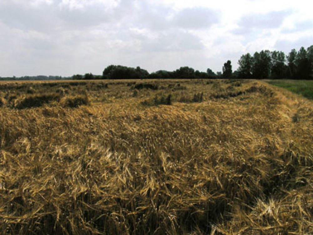 Champ de blé au vent