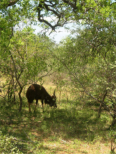 Nyala male Nyala male