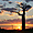 Baobab et coucher de soleil