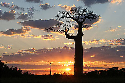 Baobab et coucher de soleil