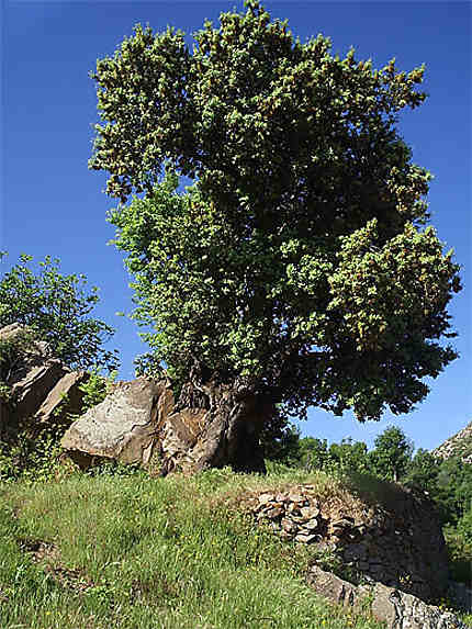 Un arbre en Kabylie