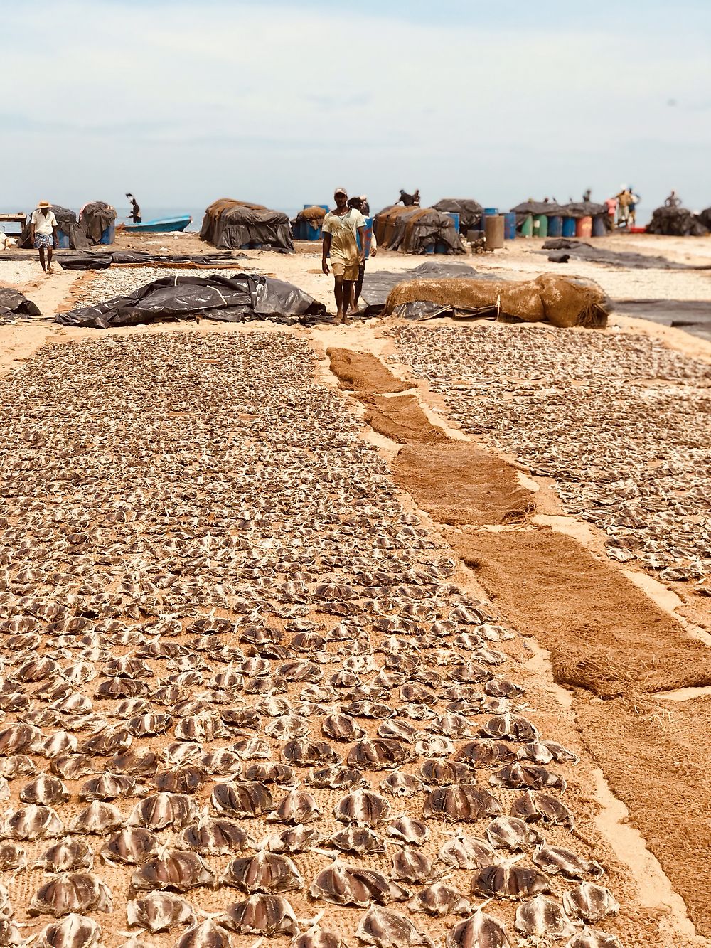 Fishmarket, Negombo