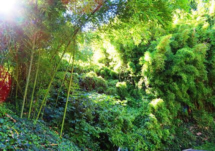 Jardin des bambous Parc de la Villette
