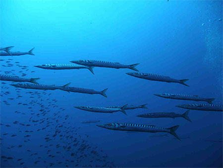 Barracudas Barracudas