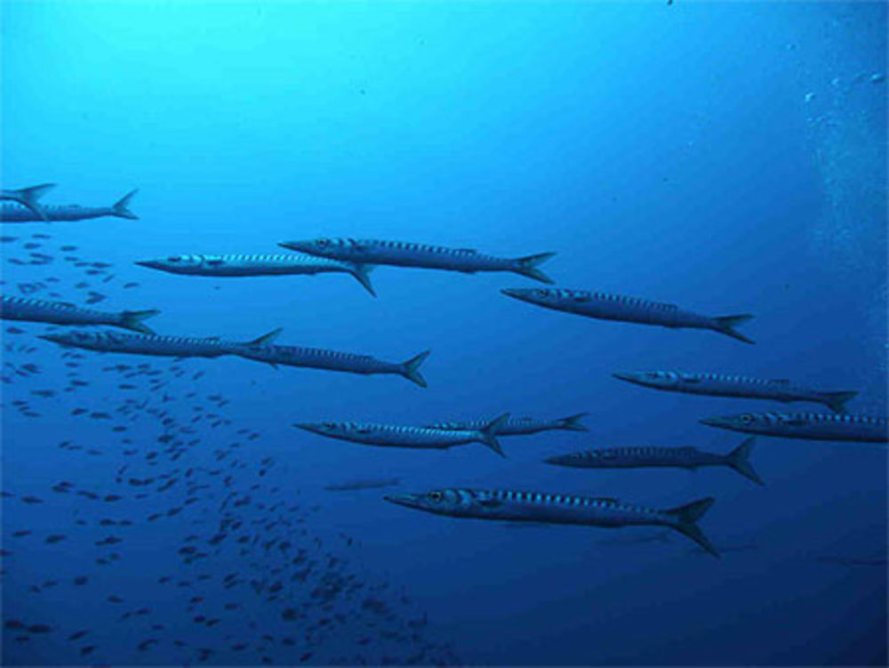 Barracudas