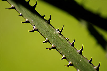 Dame Nature avec les Dents...