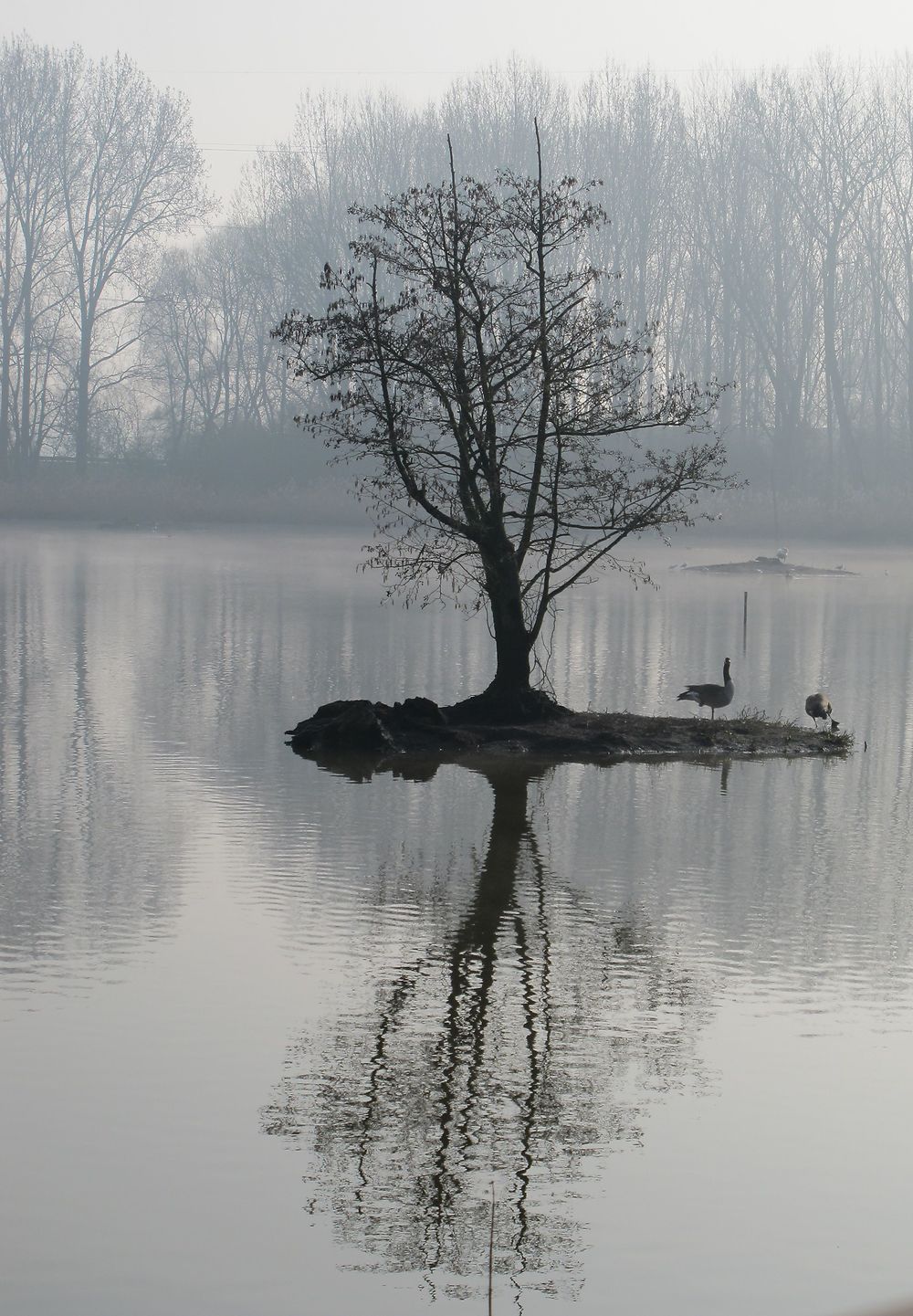 Marais de la Marque