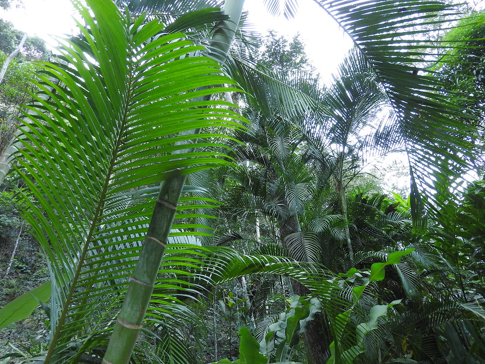 Copan - Macaw Mountain