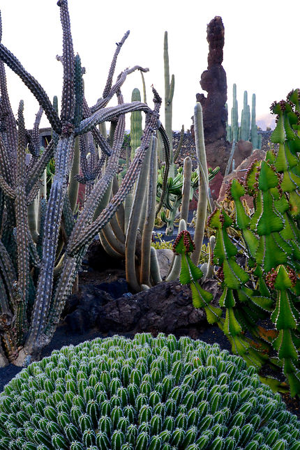 Jardin des cactus Lanzarote