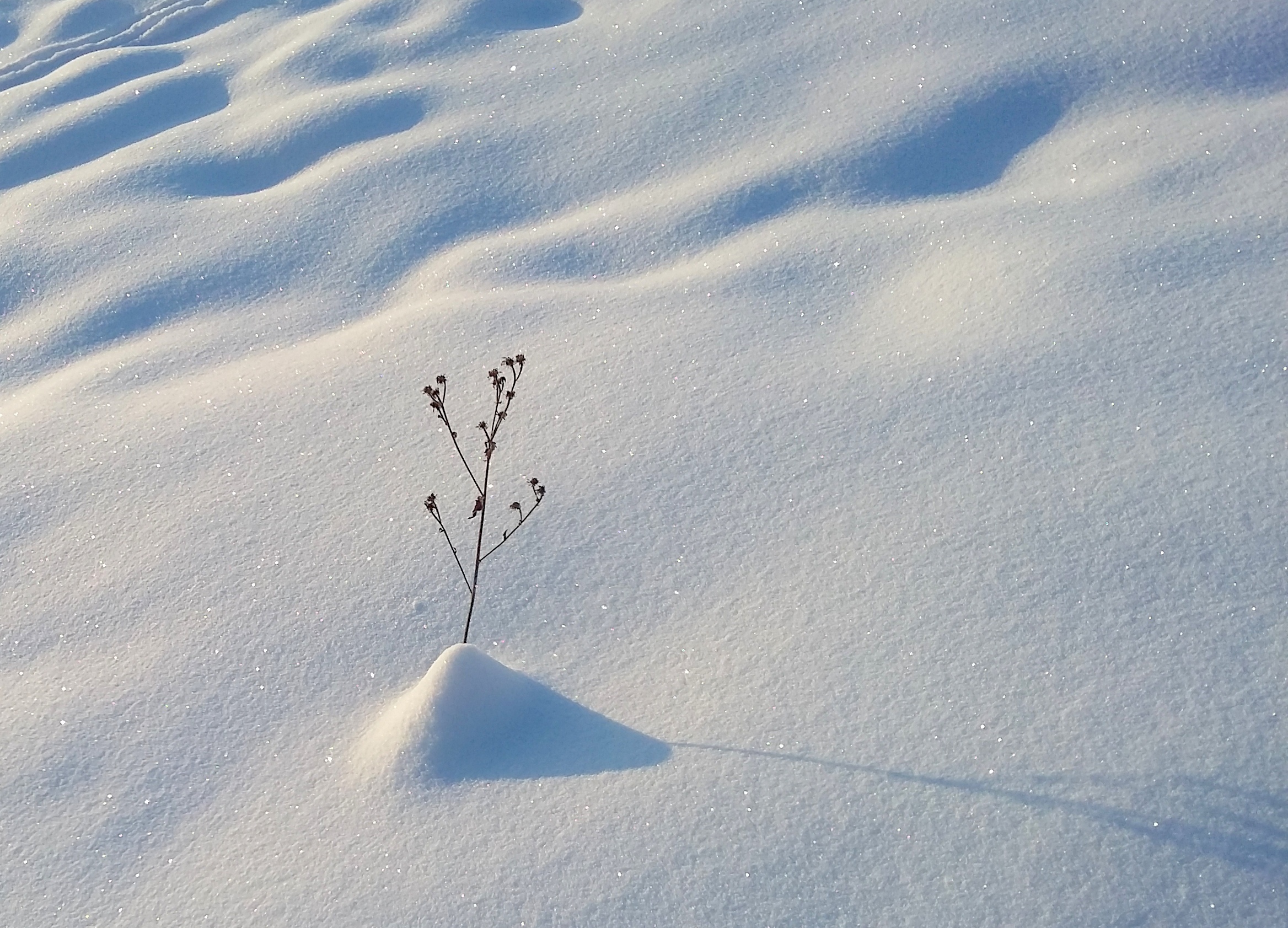 Seul dans un désert de neige, Villard-de-Lans Seul dans un désert de neige, Villard-de-Lans