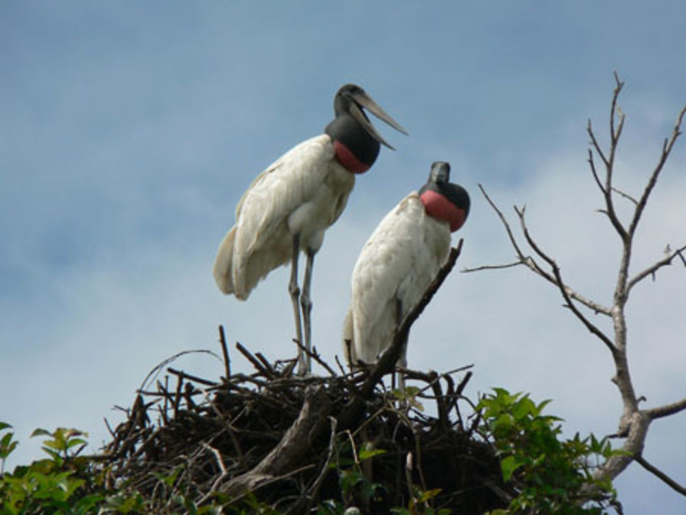 oiseaux dans la pampa