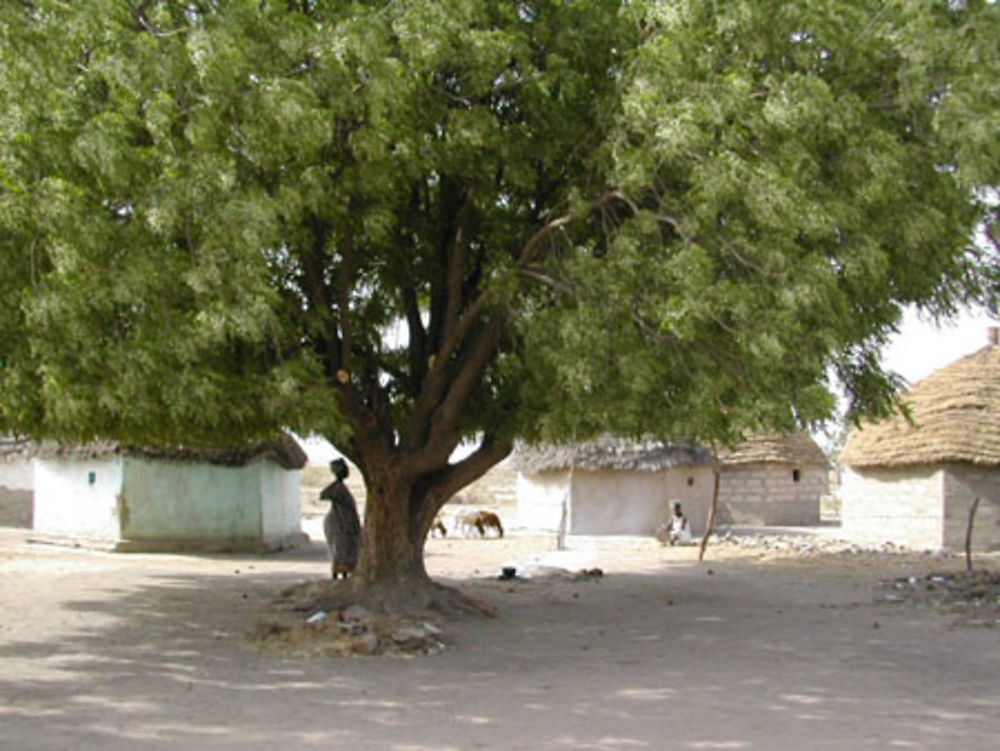 A l'ombre d'un arbre