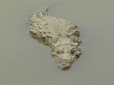 Croco sacré Croco sacré